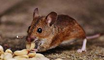 24 Hour & Emergency Exterminators in Eureka Springs, AR